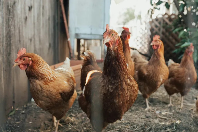 Brown hens beside a farm fence