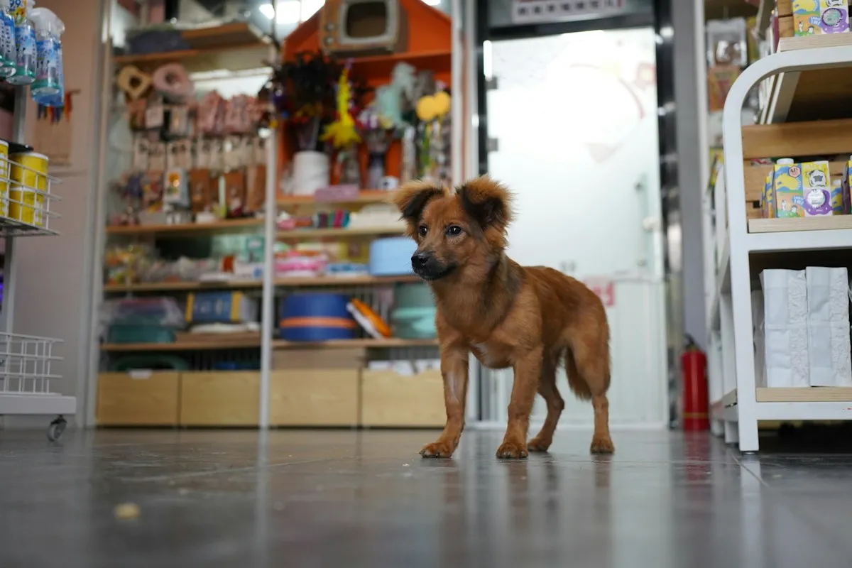 Dog standing in front of a pet store