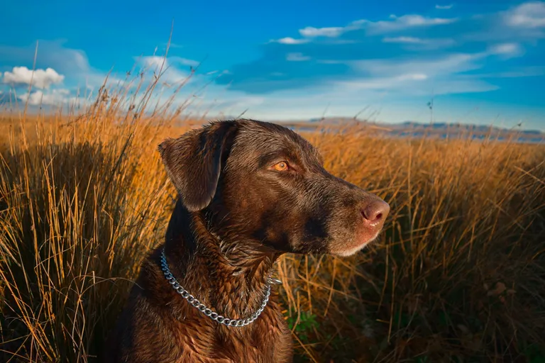 Labrador retriever in an open field under a blue sky