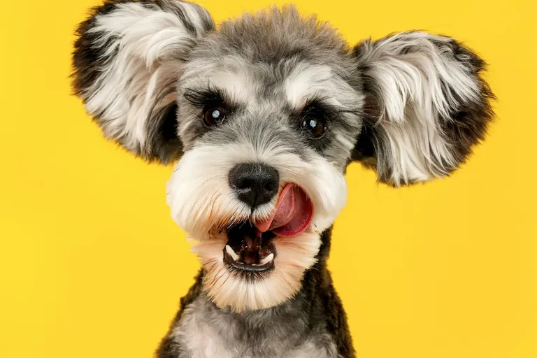 Miniature schnauzer